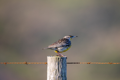 丁香开心五月综合缴情综合