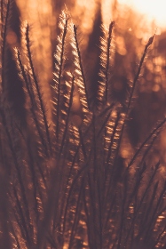 丁香五月亚洲综合久久