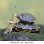 三级片黄色电影 393goip5lg