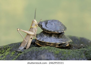 三级片黄色电影 三级片黄色电影