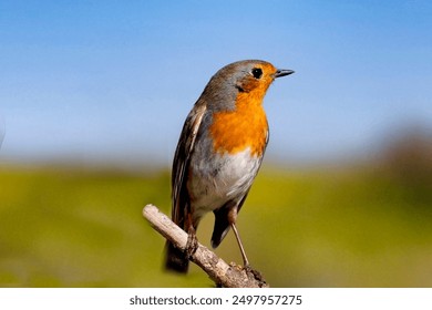 三个黑人强？一个女人