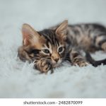 无遮掩60分钟从头啪到尾 65jij532