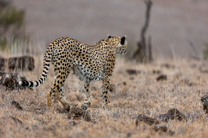 三个爸爸一个妈妈