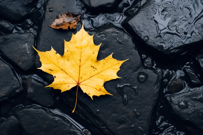 七次郎在线观看