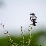 无缓冲不卡无码AV在线观看 gy5hwe