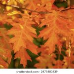 无码被窝影院午夜看片爽爽 nx06mo98