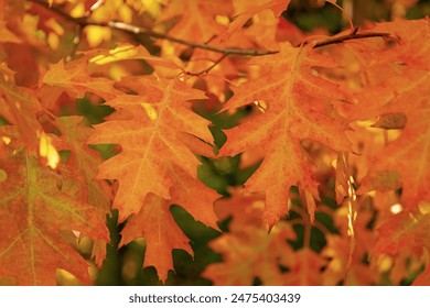 无码被窝影院午夜看片爽爽