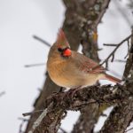 三级片草莓视频 s1081q8h