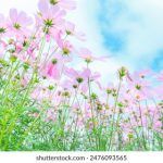 免费的行情网站入口:获取最新市场动态与投资机会的最佳途径 ck21k91h