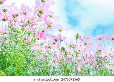 免费的行情网站入口：获取最新市场动态与投资机会的最佳途径