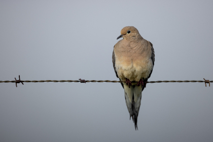 免费看妖神记漫画软件：畅享精彩剧情，随时随地尽情阅读！